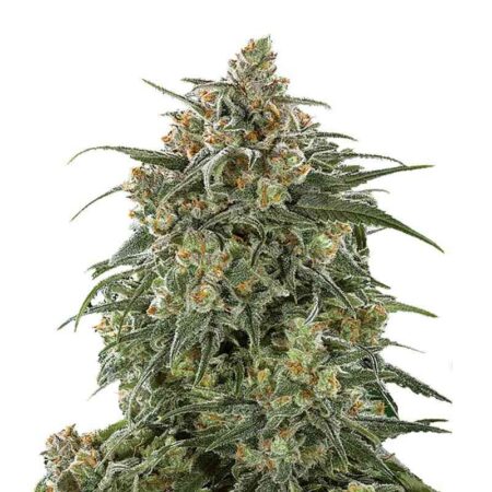Indian Spirit - Sticky Banana (feminized)