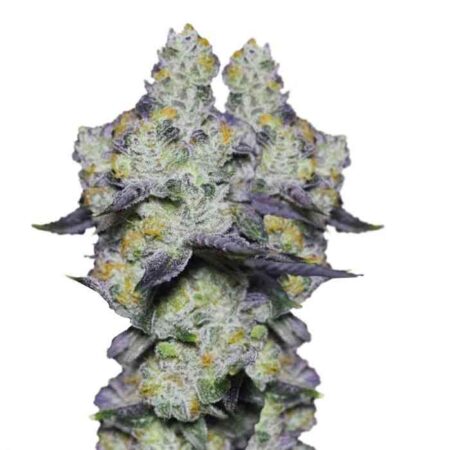 Indian Spirit - Blue Dream Milkshake (feminized)