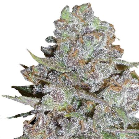 Indian Spirit - Fat Bubblegum (feminized)