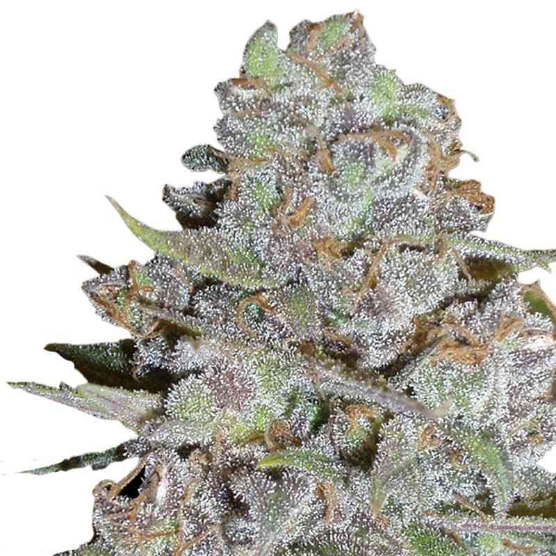 Indian Spirit - Fat Bubblegum (feminized)