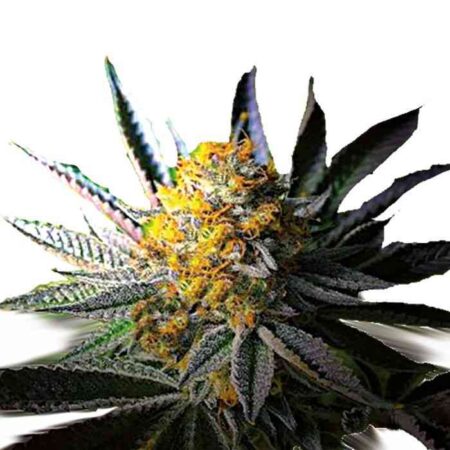 Indian Spirit – Autoflower - Frozen Gelato