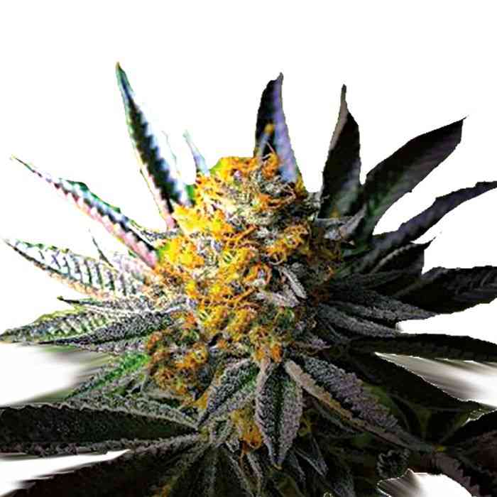 Indian Spirit – Autoflower - Frozen Gelato