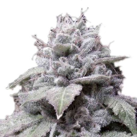 Indian Spirit – Autoflower - Gorilla Cookies