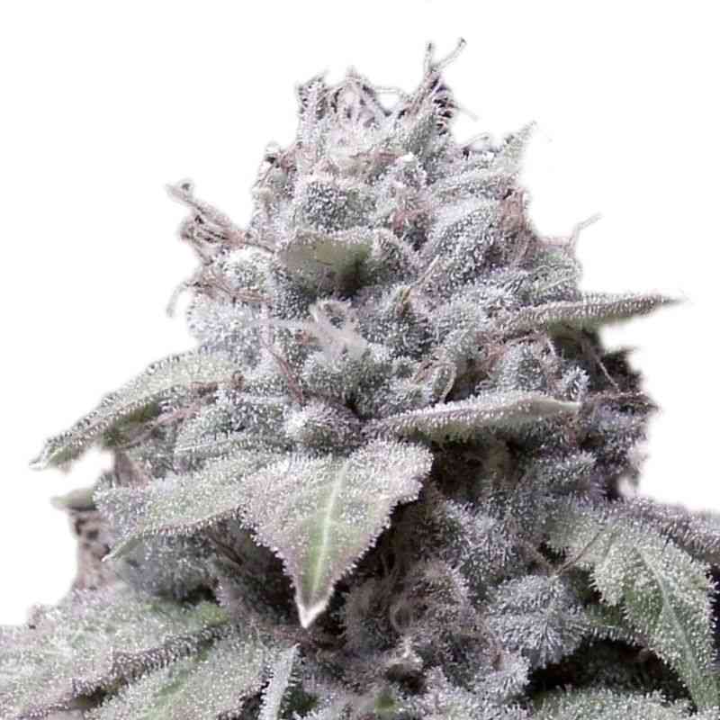 Indian Spirit - Feminized -Gorilla Cookies