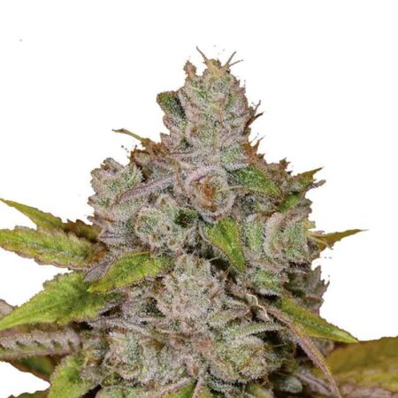 Indian Spirit - Feminized - Sticky Monkey