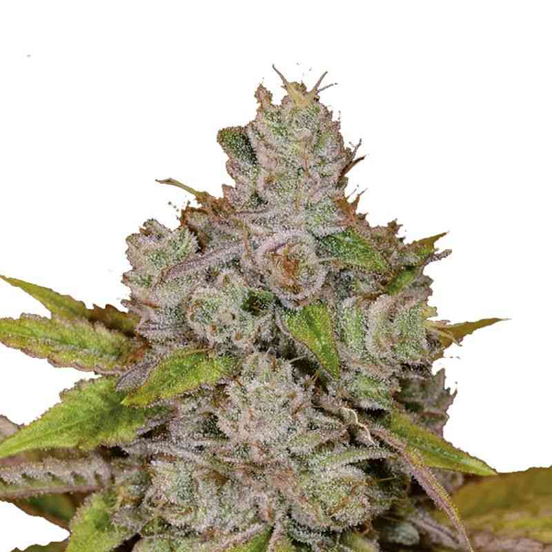 Indian Spirit - Feminized - Sticky Monkey