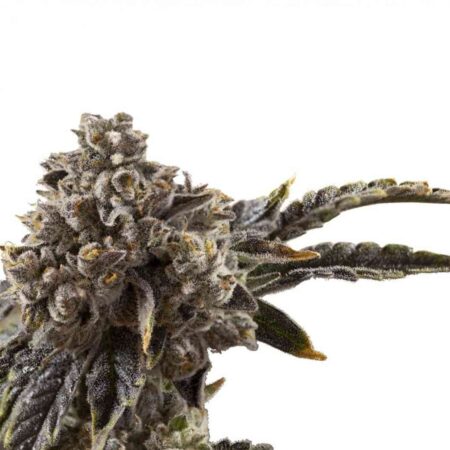 Indian Spirit - Chocolate Milkshake (feminized)