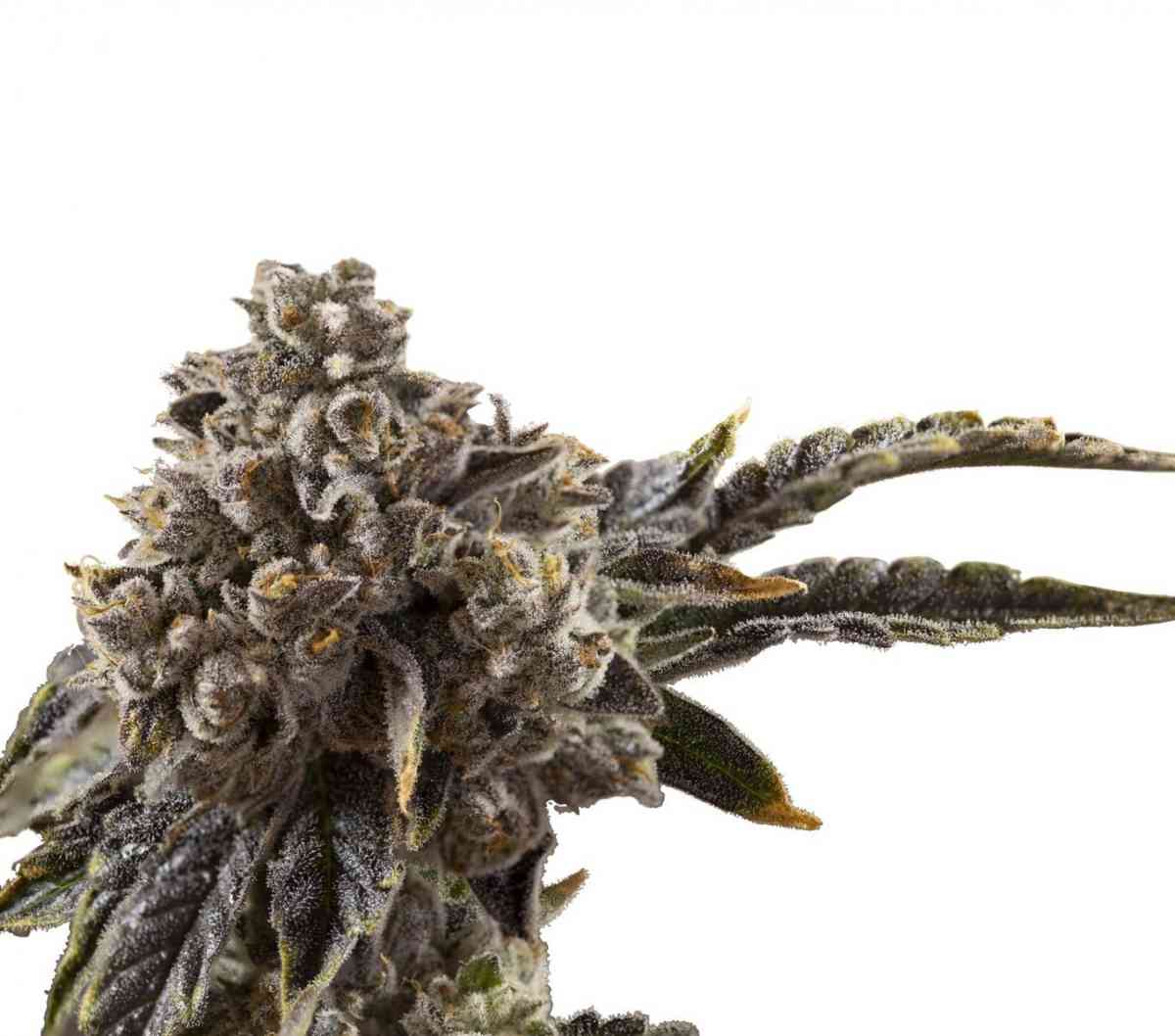 Indian Spirit - Chocolate Milkshake (feminized)