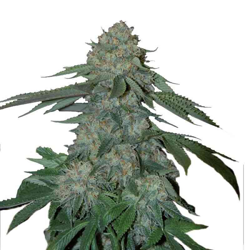 Indian Spirit - Knock Out Kush (feminized)
