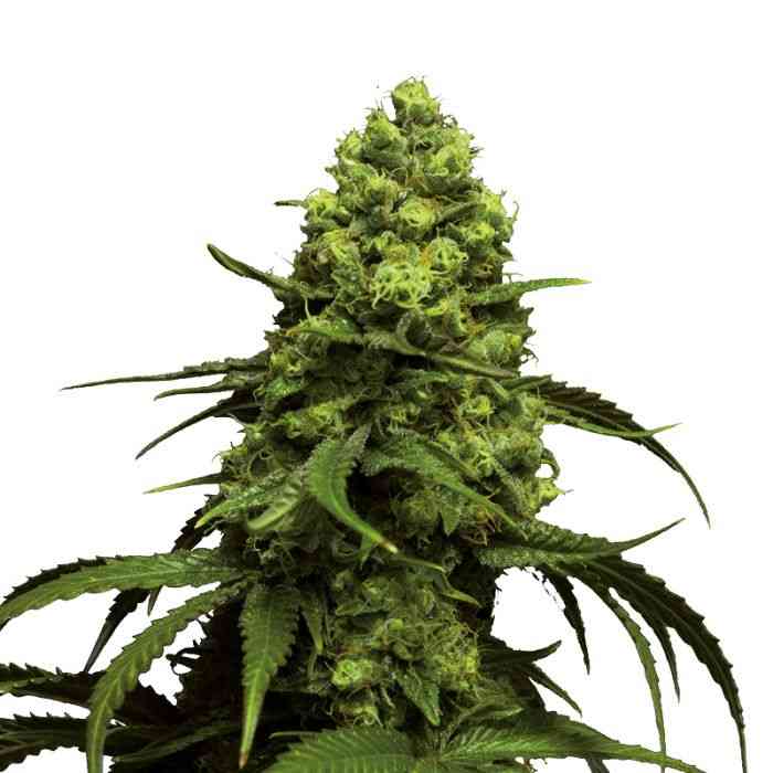 Indian Spirit - Feminized - Beast Bud