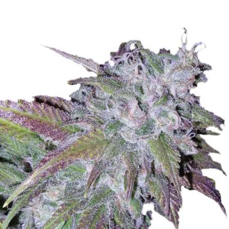 Indian Spirit - Silvergrape Milkshake (feminized)