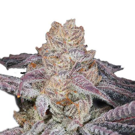 Indian Spirit - Skittlez (feminized)