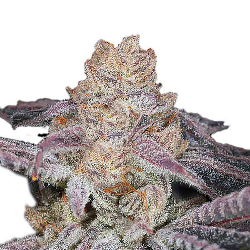 Indian Spirit - Skittlez (feminized)