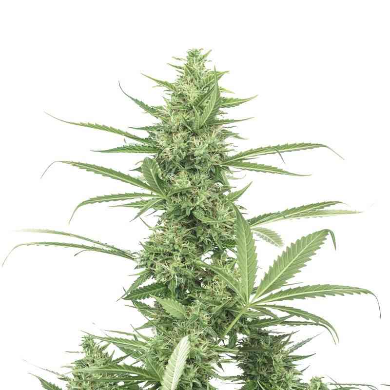 Indian Spirit - Amnesia Haze (feminized)