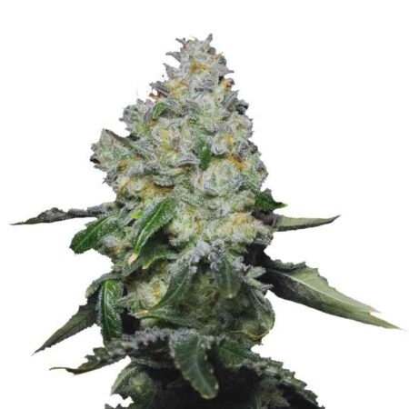 Indian Spirit - Tropicanna Cookies (feminized)